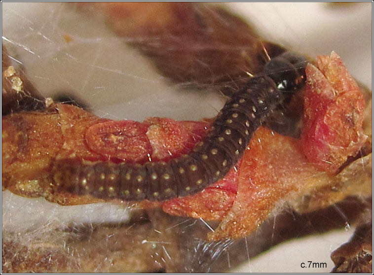 Cyclamen Tortrix, Clepsis spectrana