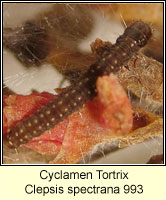 Cyclamen Tortrix, Clepsis spectrana