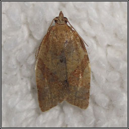 Clepsis consimilana