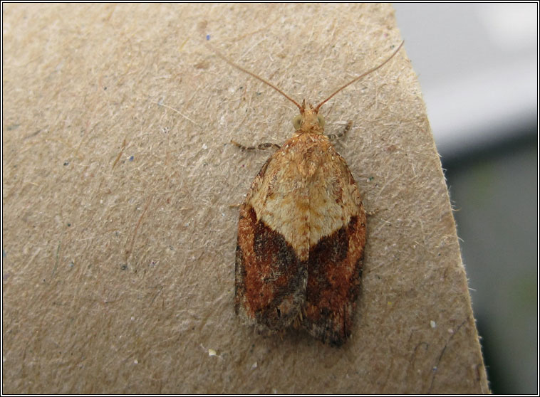 Light Brown Apple Moth, Epiphyas postvittana