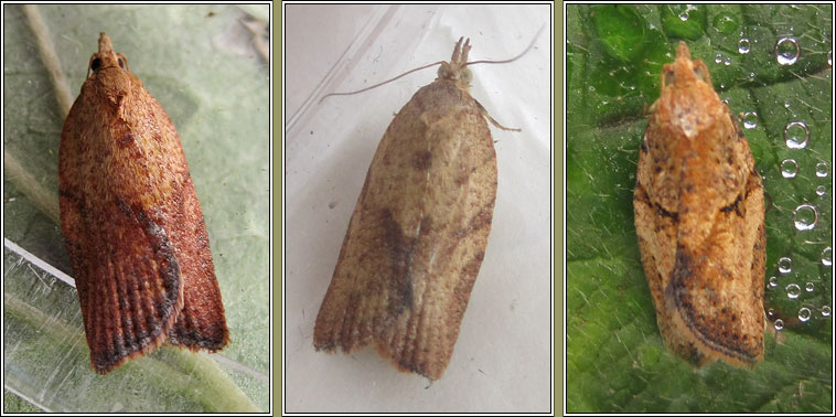 Light Brown Apple Moth, Epiphyas postvittana