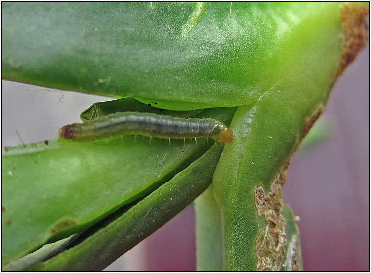 Light Brown Apple Moth, Epiphyas postvittana, larva