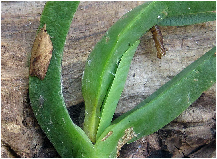 Light Brown Apple Moth, Epiphyas postvittana