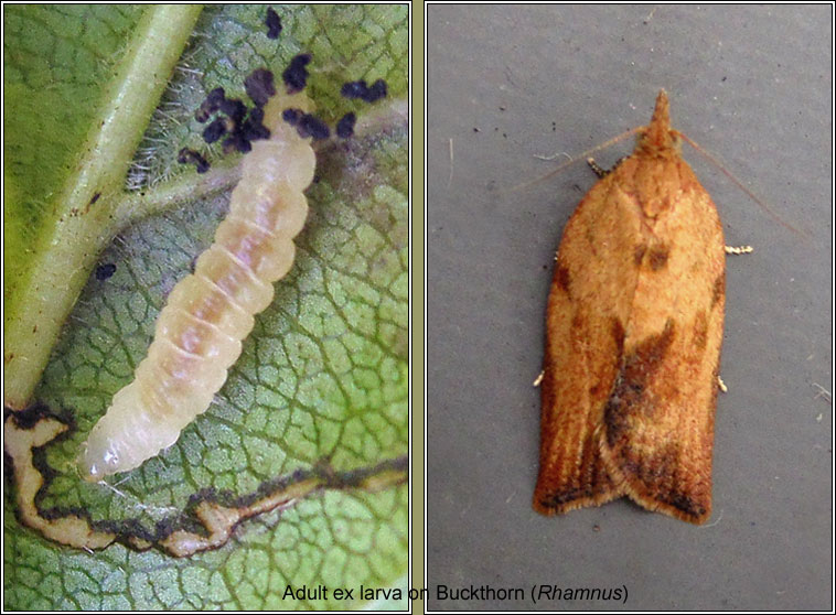 Light Brown Apple Moth, Epiphyas postvittana