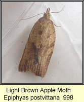 Light Brown Apple Moth, Epiphyas postvittana