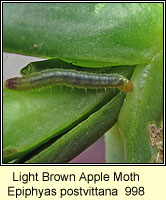 Light Brown Apple Moth, Epiphyas postvittana