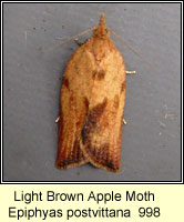 Light Brown Apple Moth, Epiphyas postvittana