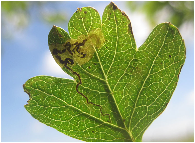 Stigmella hybnerella