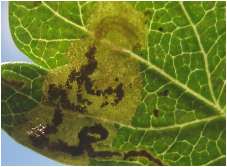 Stigmella hybnerella