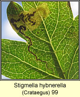 Stigmella hybnerella