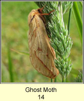 Ghost Moth, Hepialus humuli