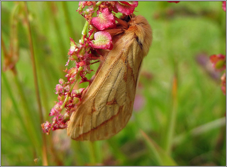 Ghost Moth, Hepialus humuli