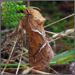 Orange Swift, Triodia sylvina