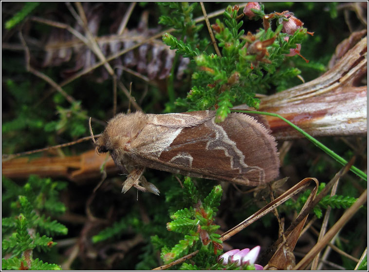 Orange Swift, Hepialus sylvina