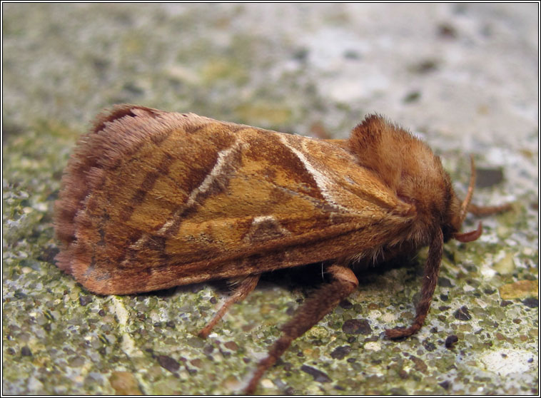 Orange Swift, Hepialus sylvina