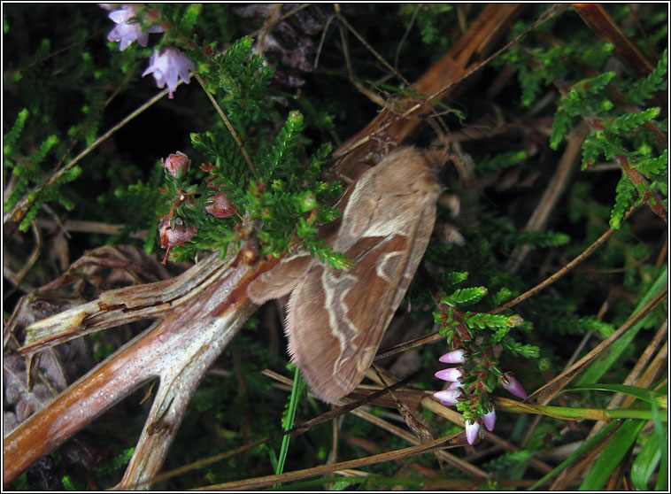 Orange Swift, Hepialus sylvina
