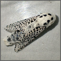 Leopard Moth, Zeuzera pyrina