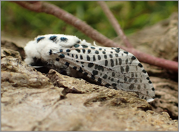 Leopard Moth, Zeuzera pyrina