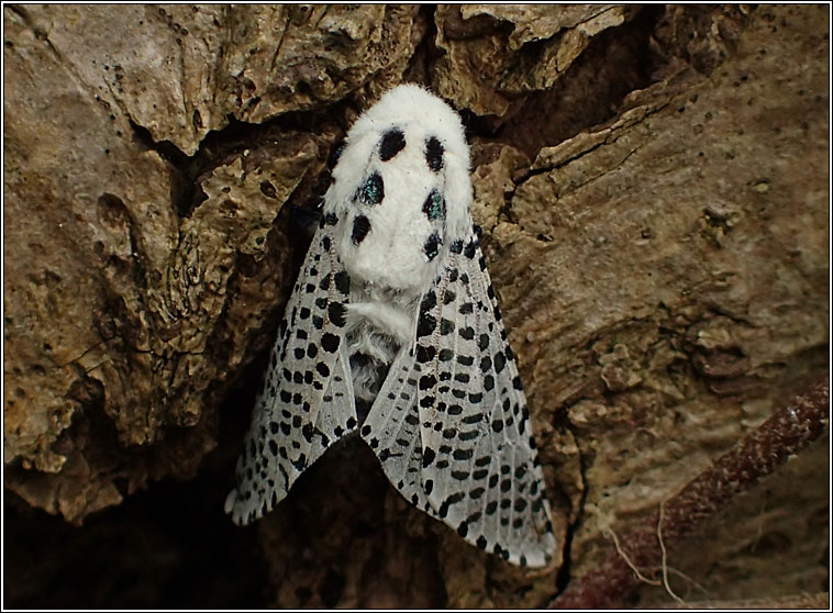 Leopard Moth, Zeuzera pyrina