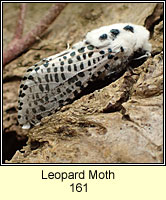 Leopard Moth, Zeuzera pyrina