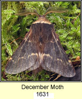 December Moth, Poecilocampa populi