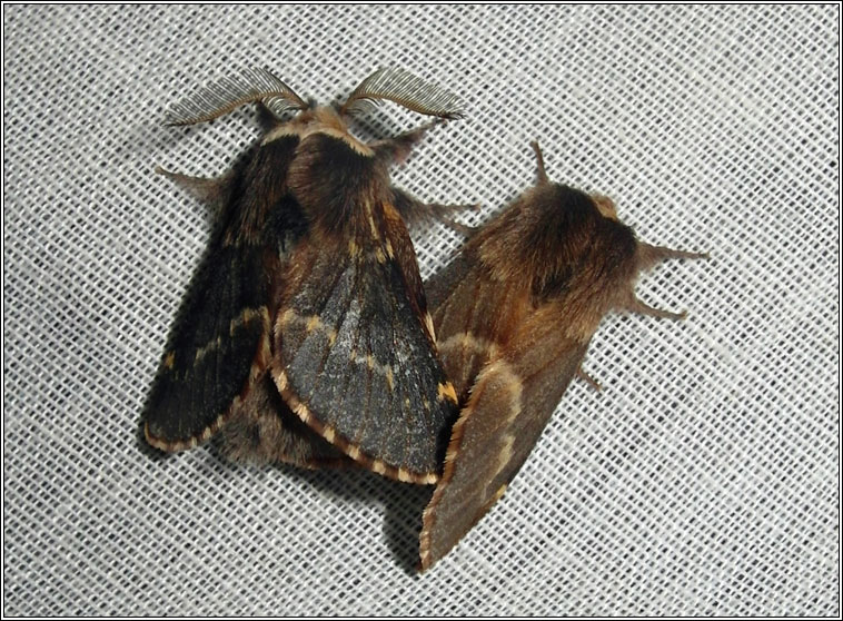 December Moth, Poecilocampa populi