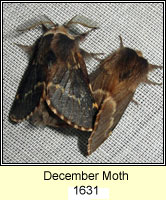 December Moth, Poecilocampa populi