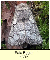 Pale Eggar, Trichiura crataegi