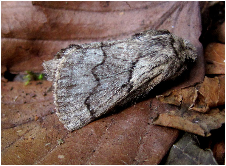 Pale Eggar, Trichiura crataegi