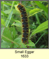 Small Eggar, Eriogaster lanestris