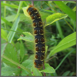 Small Eggar, Eriogaster lanestris