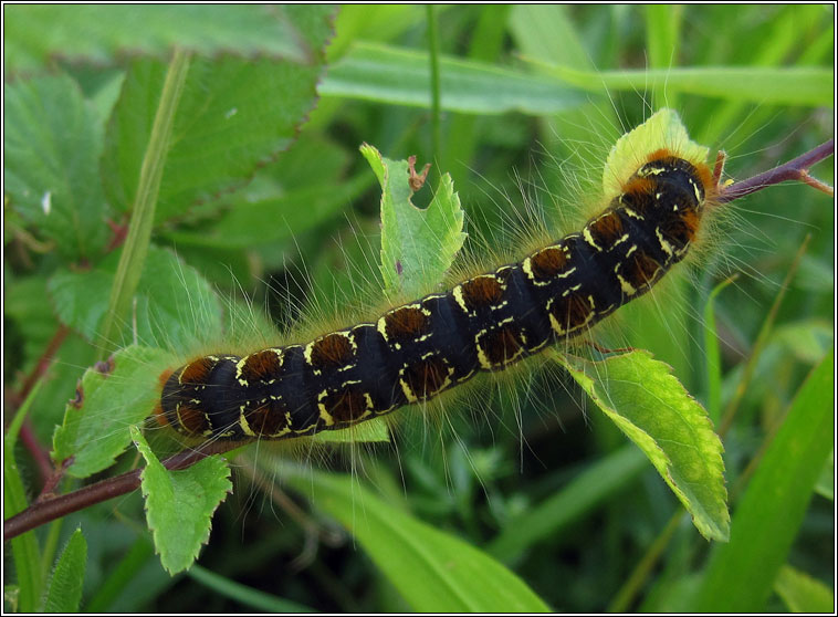 Small Eggar, Eriogaster lanestris