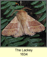 Lackey, Malacosoma neustria