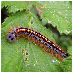 The Lackey, Malacosoma neustria