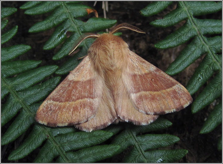 The Lackey, Malacosoma neustria