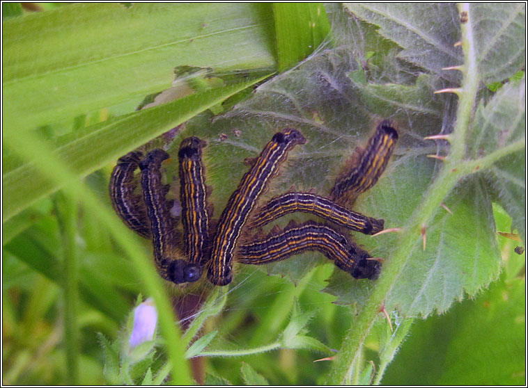 The Lackey, Malacosoma neustria