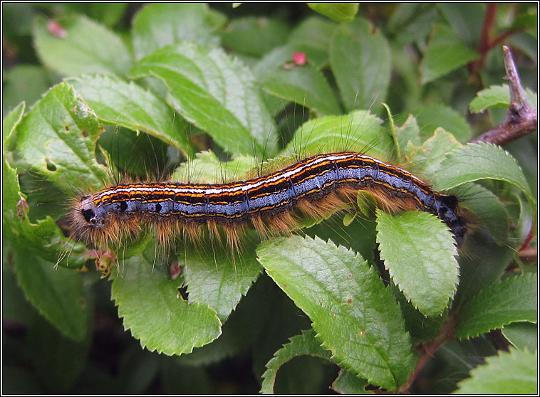 The Lackey, Malacosoma neustria