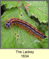 Lackey, Malacosoma neustria