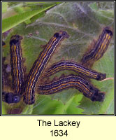 Lackey, Malacosoma neustria