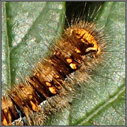 Grass Eggar, Lasiocampa trifolii