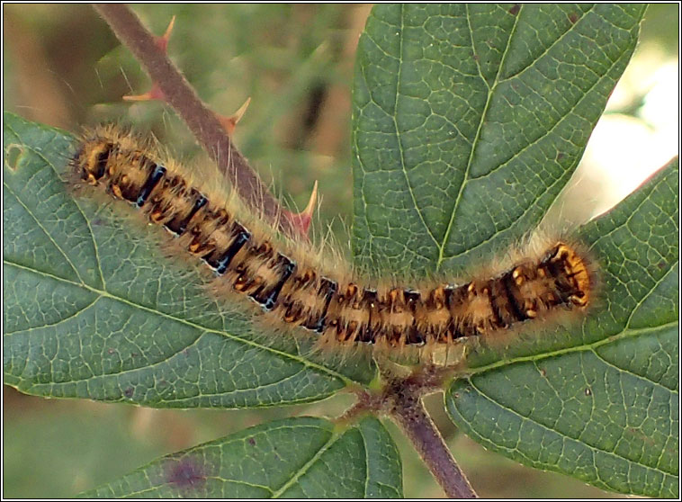 Grass Eggar, Lasiocampa trifolii