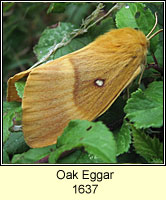 Oak Eggar, Lasiocampa quercus