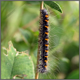 Oak Eggar, Lasiocampa quercus