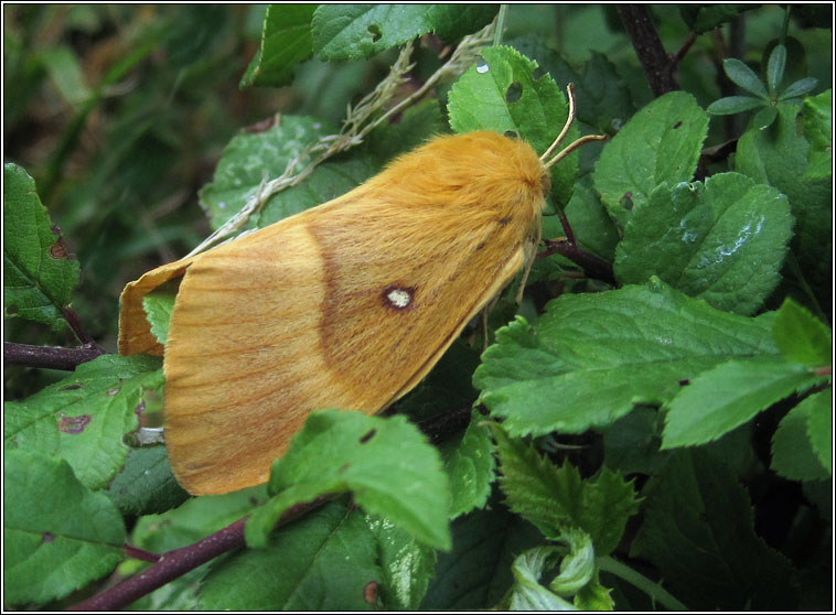 Oak Eggar, Lasiocampa quercus