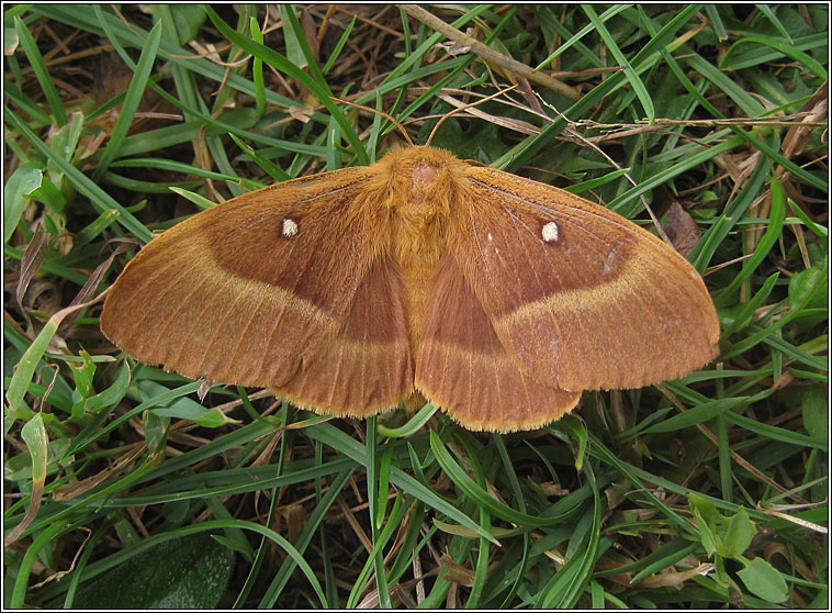 Oak Eggar, Lasiocampa quercus