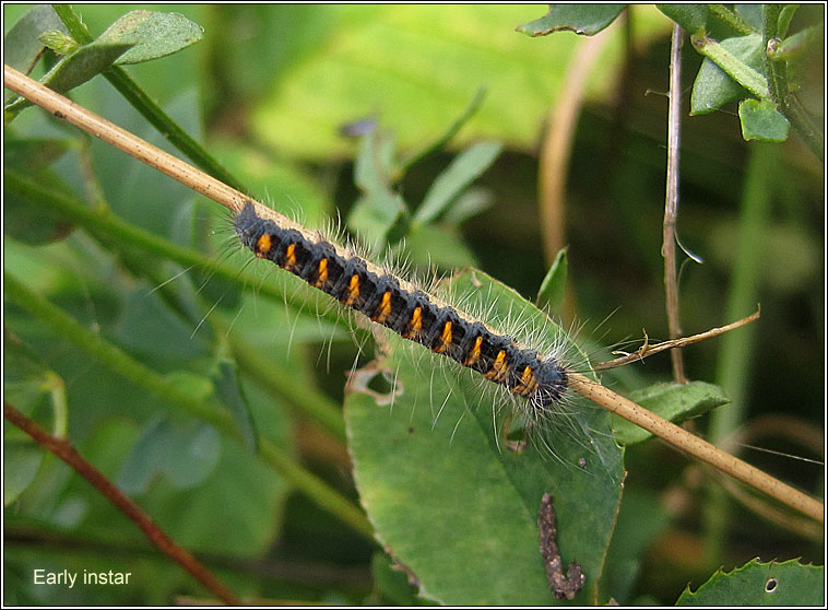 Oak Eggar, Lasiocampa quercus