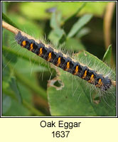 Oak Eggar, Lasiocampa quercus
