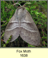 Fox Moth, Macrothylacia rubi