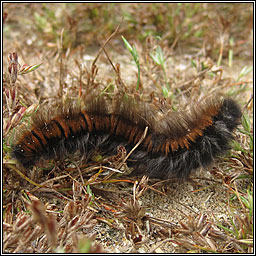 Fox Moth, Macrothylacia rubi