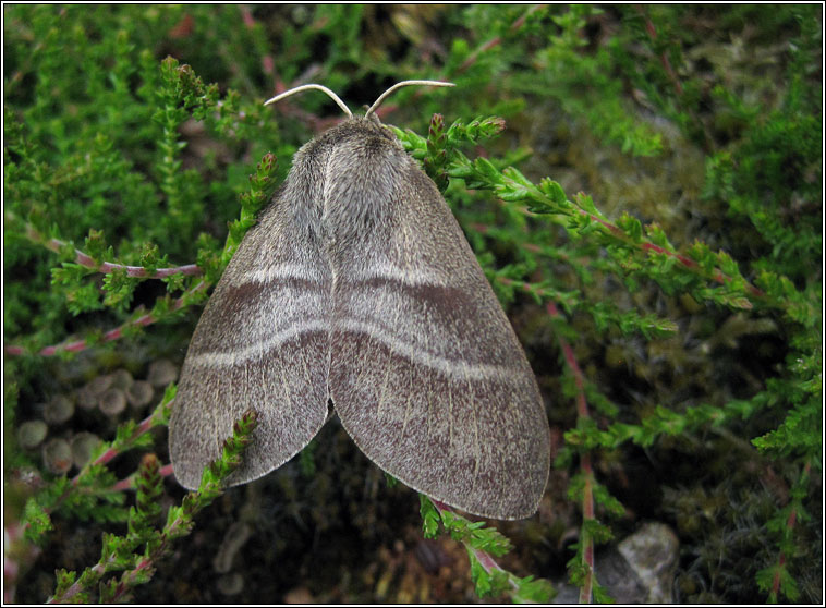 Fox Moth, Macrothylacia rubi